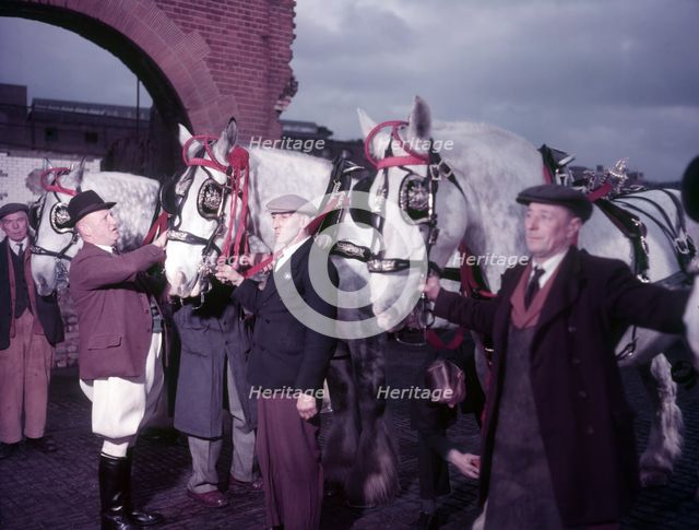 Whitbread dray horses being prepared for Lord Mayor's Show, c1955. Creator: Arthur Charles Kirby Ware.