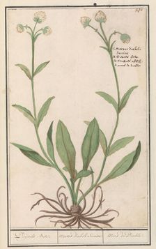 White-coloured blue button (Succisa), 1596-1610. Creators: Anselmus de Boodt, Elias Verhulst