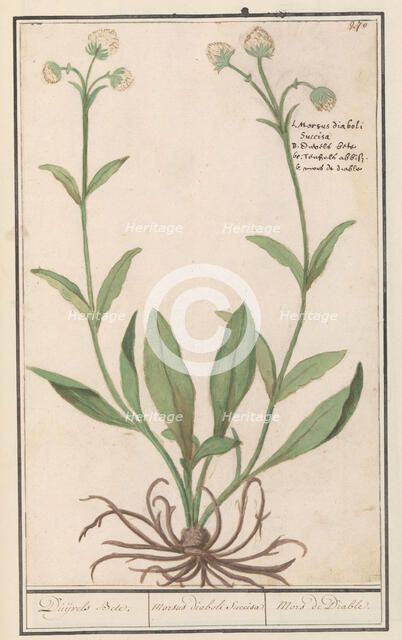 White-coloured blue button (Succisa), 1596-1610. Creators: Anselmus de Boodt, Elias Verhulst.