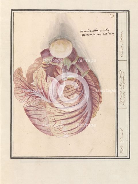 White cabbage (Brassica oleracea), 1596-1610. Creators: Anselmus de Boodt, Elias Verhulst.