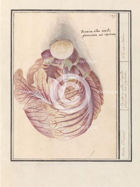 White cabbage (Brassica oleracea), 1596-1610. Creators: Anselmus de Boodt, Elias Verhulst.