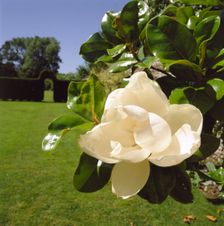 White camelia, Down House, Downe, London, 1998. Artist: J Bailey