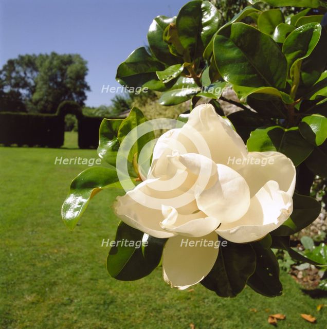 White camelia, Down House, Downe, London, 1998. Artist: J Bailey