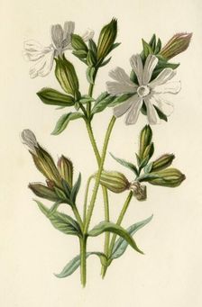 White Campion 1877. Creator: Frederick Edward Hulme