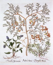 White Cedar, A Self-Heal and Yellow Bugle, from Hortus Eystettensis by Basil Besler (1561-1629)