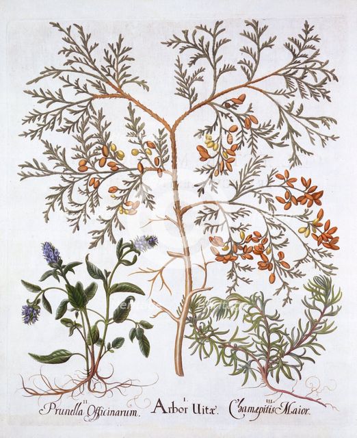 White Cedar, A Self-Heal and Yellow Bugle, from 'Hortus Eystettensis', by Basil Besler (1561-1629), 
