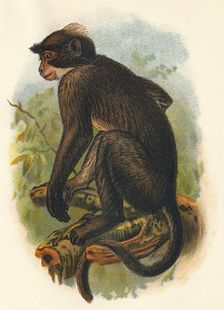 White Crowned Mangabey 1897. Artist: Henry Ogg Forbes