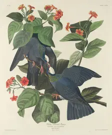 White-crowned Pigeon, 1833. Creator: Robert Havell