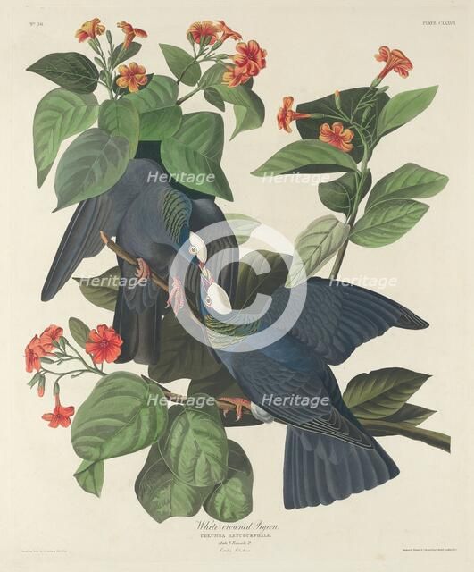 White-crowned Pigeon, 1833. Creator: Robert Havell.