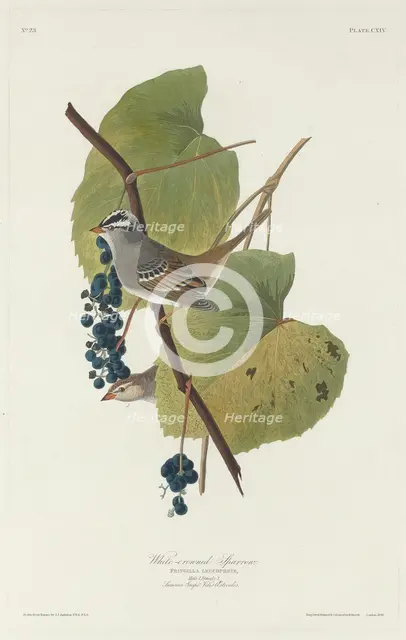 White-crowned Sparrow, 1831. Creator: Robert Havell.