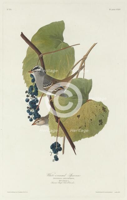 White-crowned Sparrow, 1831. Creator: Robert Havell.