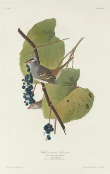 White-crowned Sparrow, 1831. Creator: Robert Havell