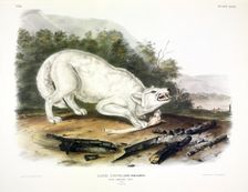 White American Wolf, Canis Lupus, , 1845