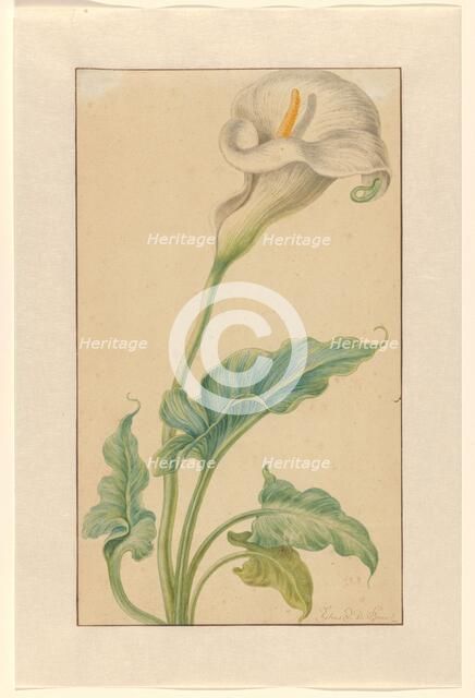 White arum, 1665-1669. Creator: Elias Van Den Broeck.