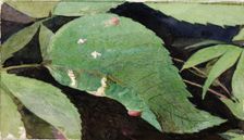 White Birch Leaf Edge Caterpillar..., late 19th-early 20th century. Creator: Emma Beach Thayer