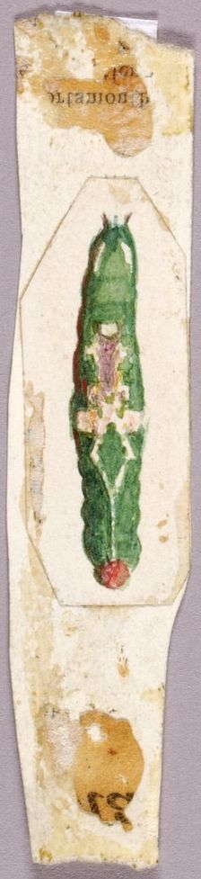 White Birch Leaf Edge Caterpillar, study for book Concealing Coloration in the Animal Kingdom. Creator: Abbott Handerson Thayer