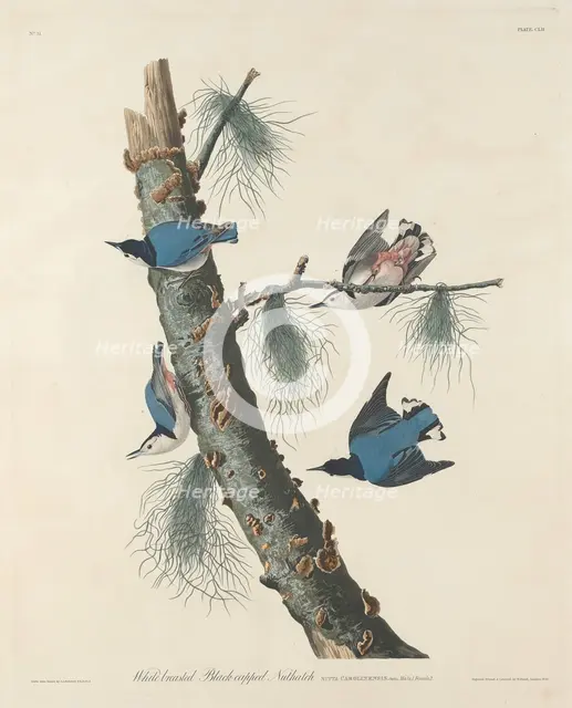 White-breasted Black-capped Nuthatch, 1832. Creator: Robert Havell.