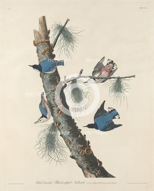 White-breasted Black-capped Nuthatch, 1832. Creator: Robert Havell.