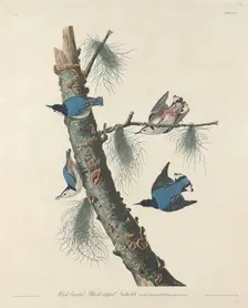 White-breasted Black-capped Nuthatch, 1832. Creator: Robert Havell