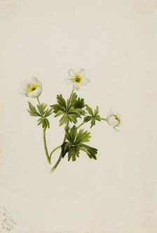 White Globeflower (Trollius albiflorus), 1899. Creator: Mary Vaux Walcott
