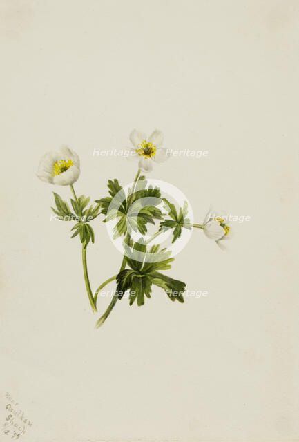 White Globeflower (Trollius albiflorus), 1899. Creator: Mary Vaux Walcott.
