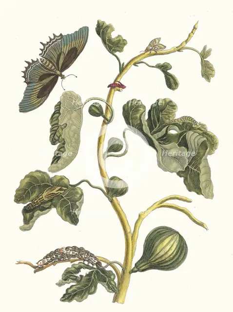 White Guava. From the Book Metamorphosis insectorum Surinamensium, 1705. Creator: Merian, Maria Sibylla (1647-1717).