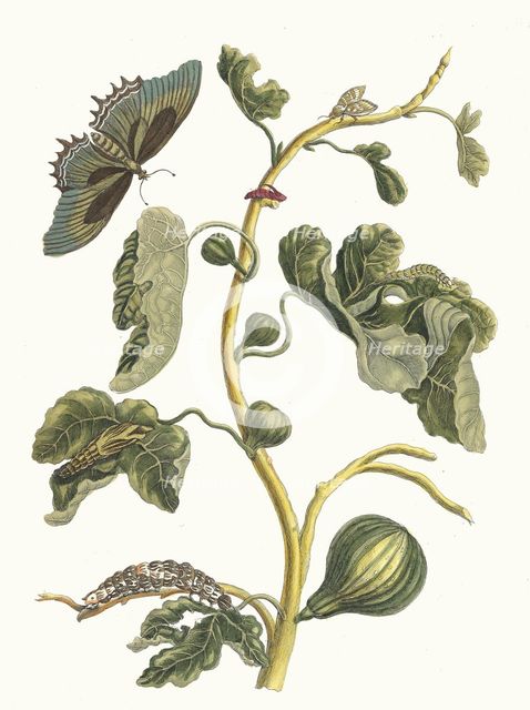 White Guava. From the Book Metamorphosis insectorum Surinamensium, 1705. Creator: Merian, Maria Sibylla (1647-1717).