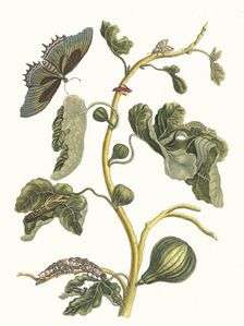White Guava. From the Book Metamorphosis insectorum Surinamensium, 1705. Creator: Merian, Maria Sibylla (1647-1717)