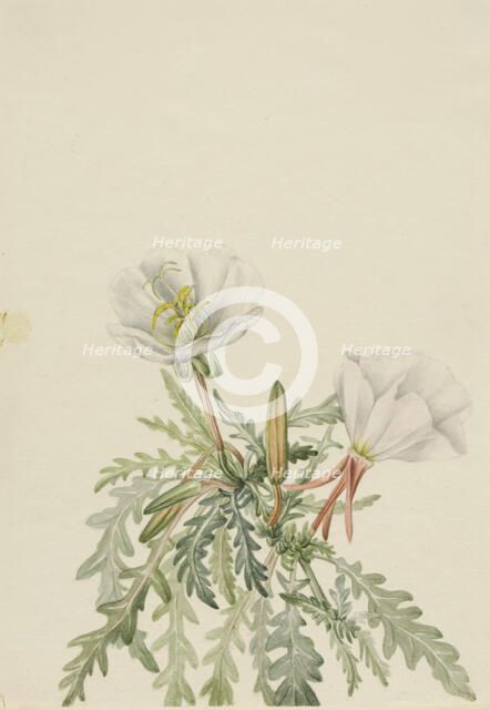 White Dawnrose (Pachyloplus marginatus), n.d. Creator: Mary Vaux Walcott.