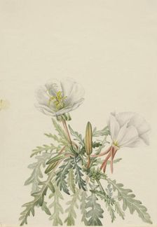 White Dawnrose (Pachyloplus marginatus), n.d. Creator: Mary Vaux Walcott