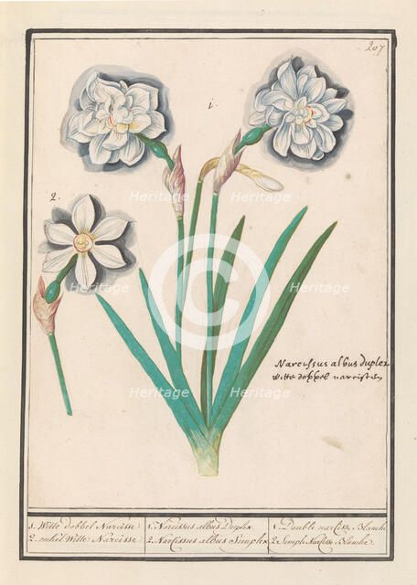 White Daffodil (Narcissus), 1596-1610. Creators: Anselmus de Boodt, Elias Verhulst.