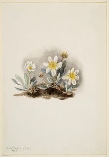 White Dryad (Dryas octopetala), 1902. Creator: Mary Vaux Walcott