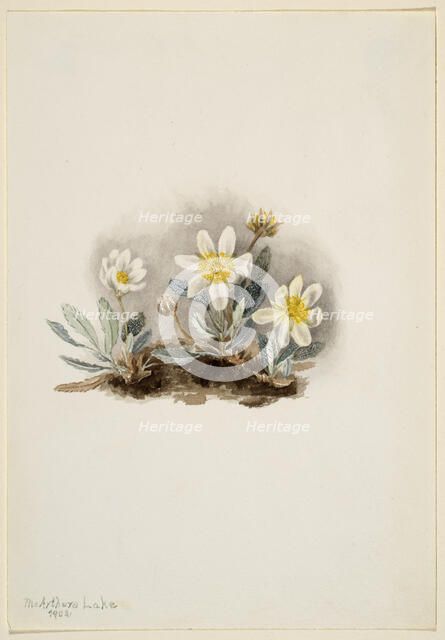 White Dryad (Dryas octopetala), 1902. Creator: Mary Vaux Walcott.