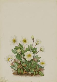 White Dryad (Dryas octopetala), 1925. Creator: Mary Vaux Walcott