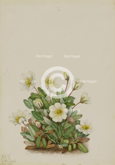 White Dryad (Dryas octopetala), 1925. Creator: Mary Vaux Walcott.