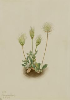 White Dryad (Dryas octopetala), 1920. Creator: Mary Vaux Walcott