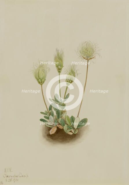 White Dryad (Dryas octopetala), 1920. Creator: Mary Vaux Walcott.