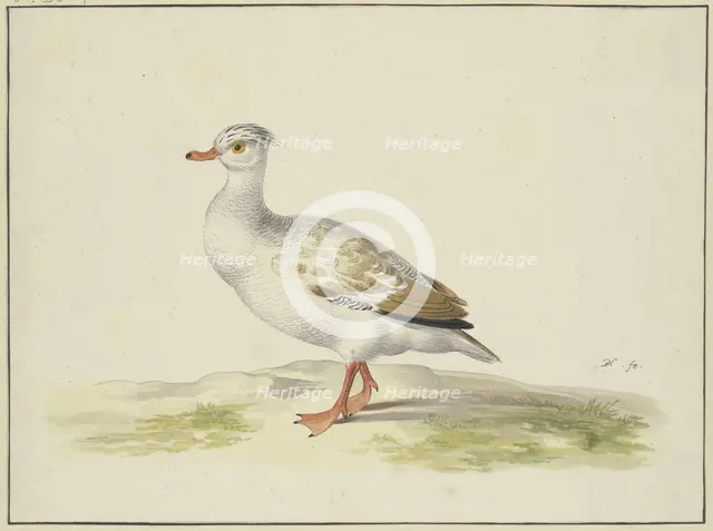 White duck with brown wings, red feet and beak, 17th century. Creator: Pieter Holsteyn.