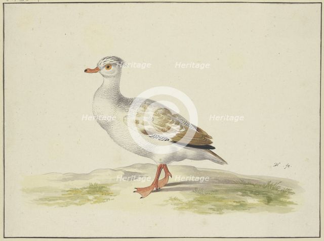 White duck with brown wings, red feet and beak, 17th century. Creator: Pieter Holsteyn.