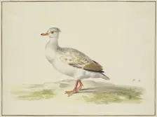 White duck with brown wings, red feet and beak, 17th century. Creator: Pieter Holsteyn