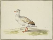 White duck with brown wings, red feet and beak, 17th century. Creator: Pieter Holsteyn