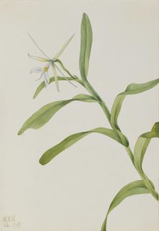 White Epidendrum (Epidendrum nocturnum), 1919. Creator: Mary Vaux Walcott