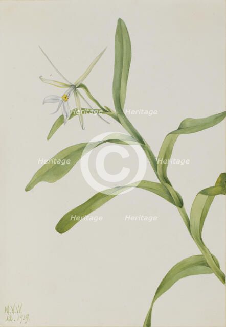White Epidendrum (Epidendrum nocturnum), 1919. Creator: Mary Vaux Walcott.