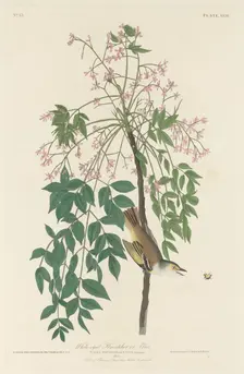 White-eyed Fly Catcher, 1829. Creator: Robert Havell