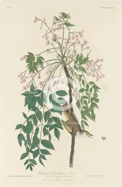 White-eyed Fly Catcher, 1829. Creator: Robert Havell.