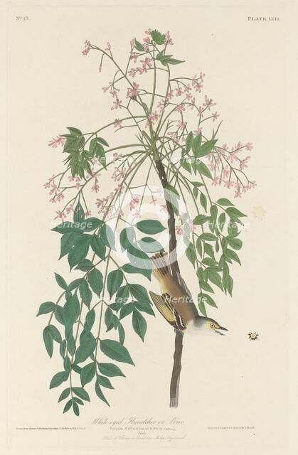 White-eyed Fly Catcher, 1829. Creator: Robert Havell.