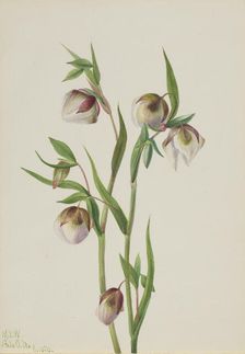 White Fairy Lantern (Calochortus albus), 1933. Creator: Mary Vaux Walcott