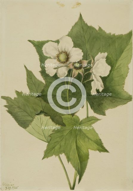 White Flowering Raspberry (Rubus parviflorus), 1905. Creator: Mary Vaux Walcott.