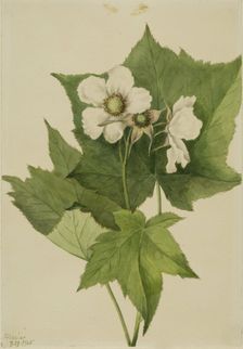 White Flowering Raspberry (Rubus parviflorus), 1905. Creator: Mary Vaux Walcott