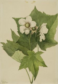 White Flowering Raspberry (Rubus parviflorus), 1905. Creator: Mary Vaux Walcott